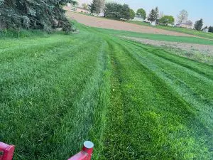 Spring Shaggy Mowing Practices