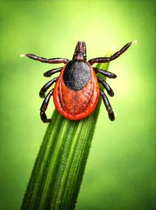 Preventative Flea, Tick and Mosquito Lawn Care Treatments, York, PA 