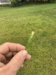 dull mowing blades adding stress factors to lawn care