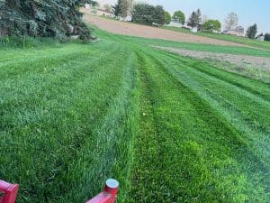 Spring Shaggy Mowing Practices