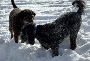 Think Spring, Preventative Flea & Tick Lawn Care Programs York, PA