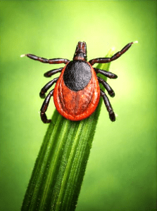 Preventative Flea, Tick and Mosquito Lawn Care Treatments, York, PA