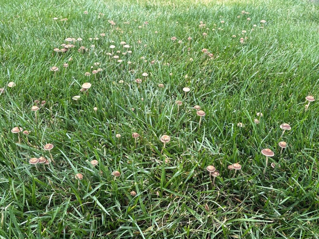 Mushrooms in my Lawn?
